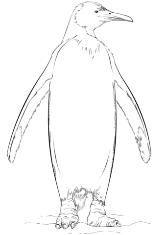 King Penguin From Penguins Coloring Page